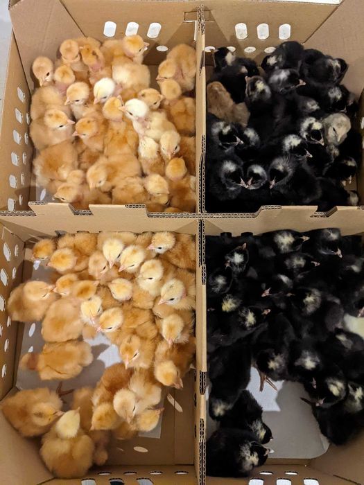 Statia de incubatie, pui de o zi, carne, mixt