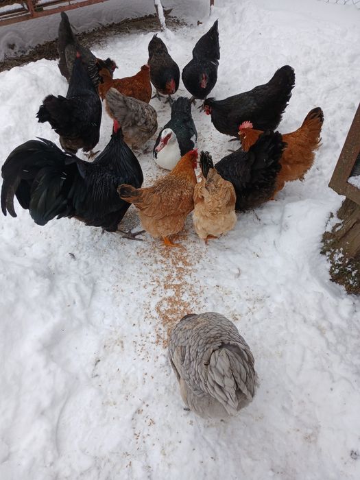 Gaini de casa de vanzare