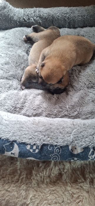 Щенки Сиба-ину Сибаину