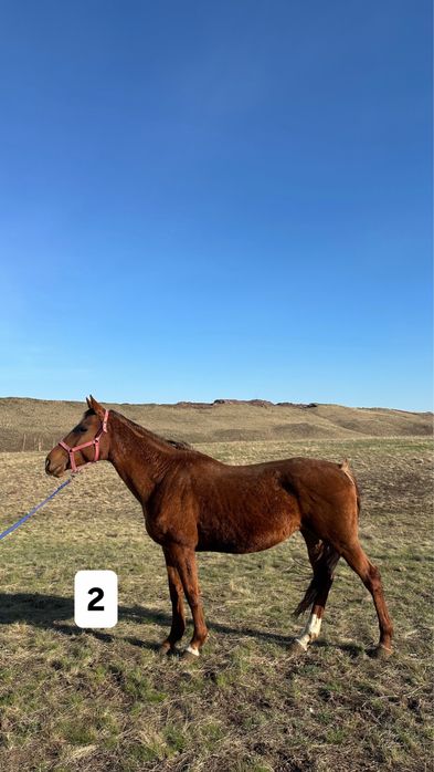 Три Лошади: англичане, полукровка