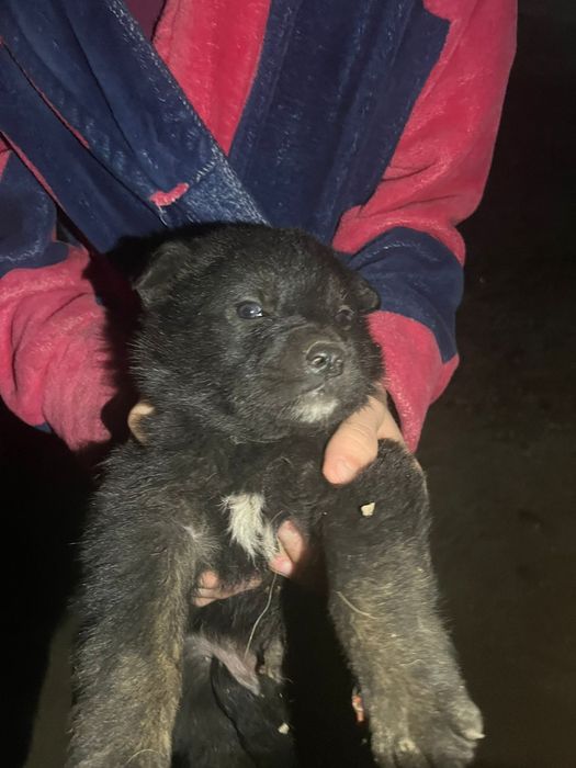 Овчарка  немецкая