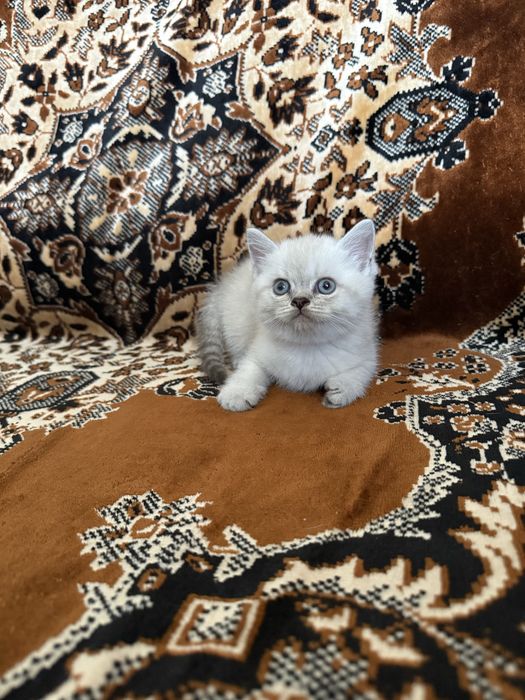 Шотландские котята