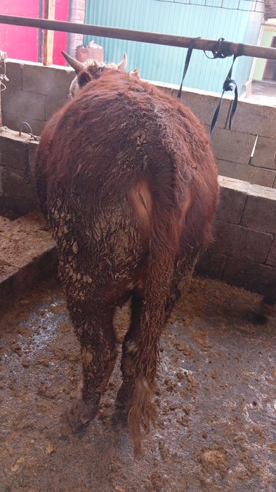 Продаются бычки.1,5года