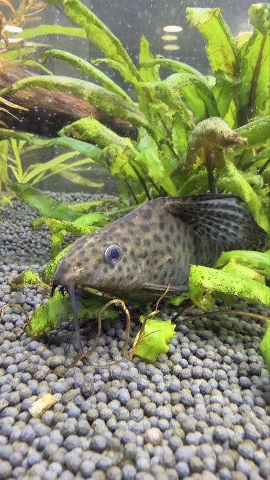 Продам рыбок сомов синодонтисов (перевертыши)