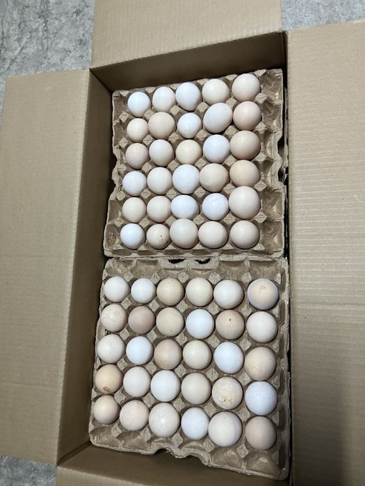 Инкубационный яйцо