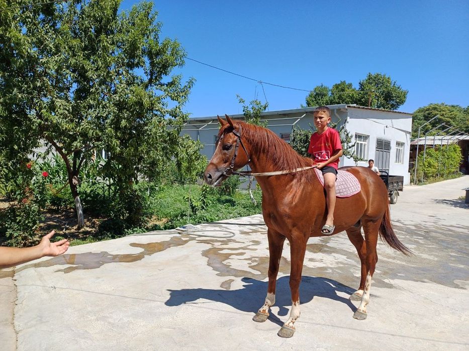 Продаётся английский чистокровный жеребец