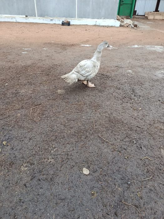 Продам индоутока