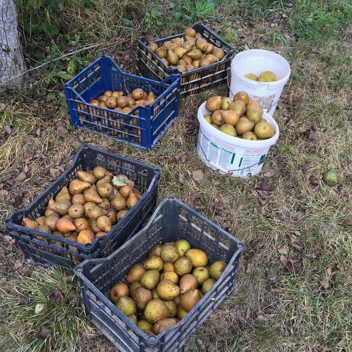 Pere si Mere bio pentru tuica, palinca, suc