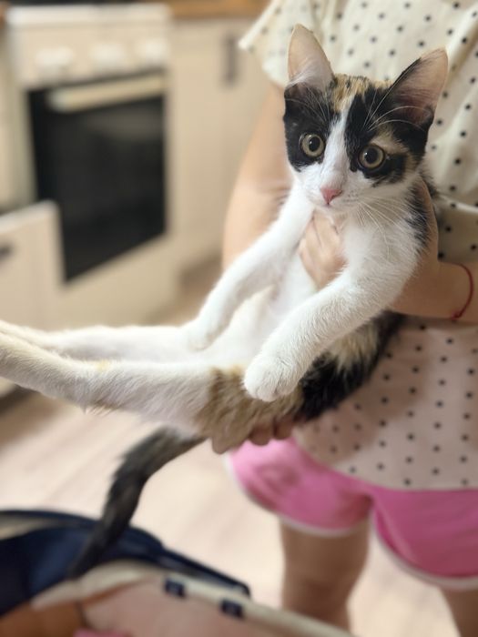 Отдам котят в добрые руки, трехцветки, принесут счастье в дом, к лотку