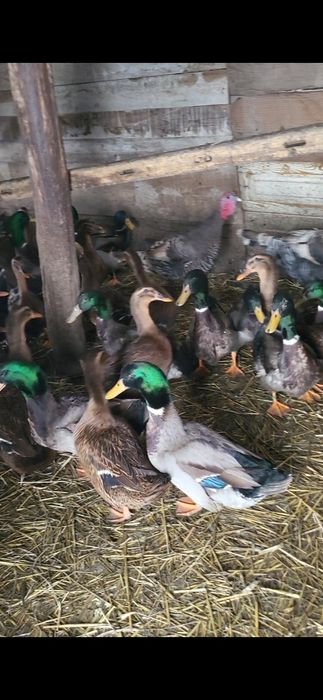 Rate rouen sălbatic