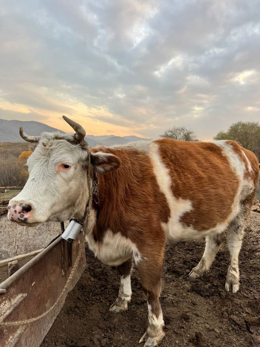 Сиыр сатылады 3 тума