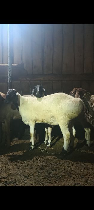 Продам барана возраст 5 месяцев