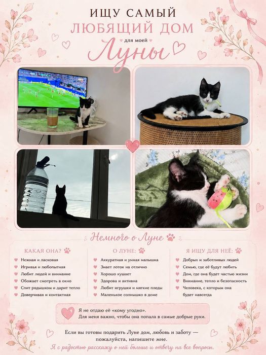 Кошечка в добрую и любящую семью