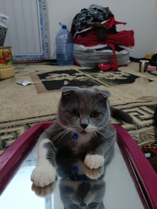 Mushukcha oʻgʻil bola