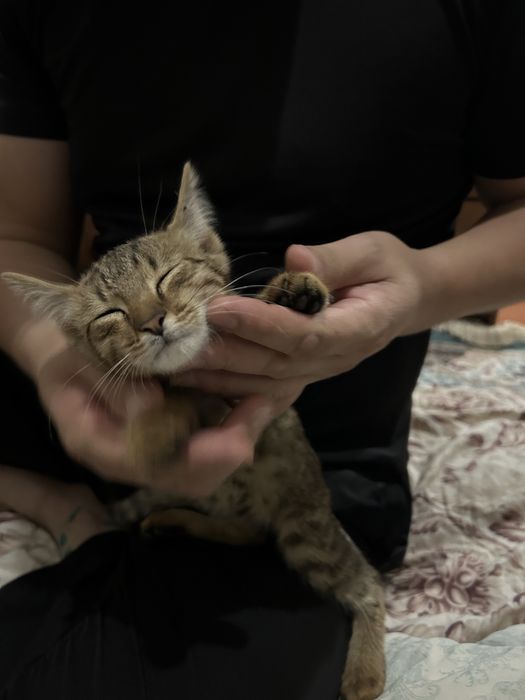 Котенок.Марғау мальчик