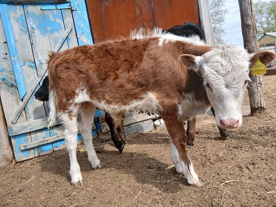 Продам бычков 5-6 месяцев
