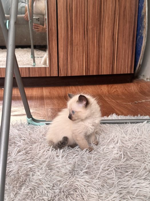 Котенок в хорошие руки