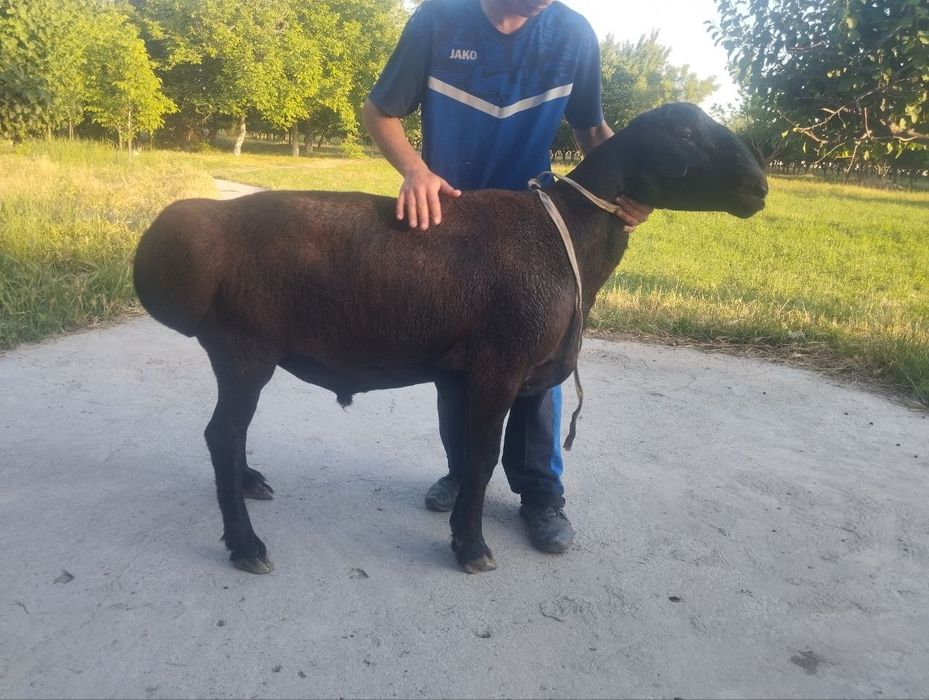 Toza xisorini 100 taligi