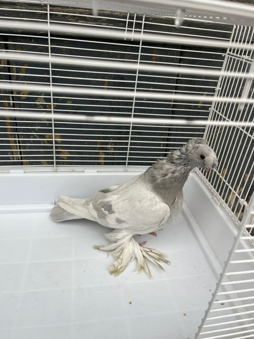 Продаётся пепельный