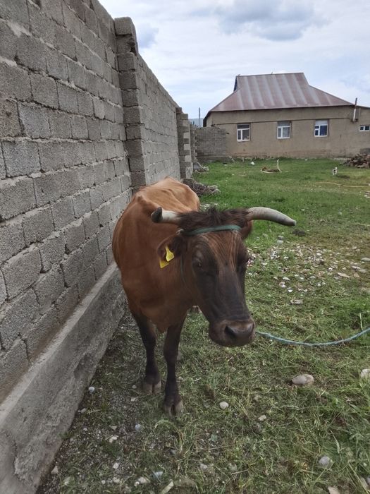 Сауым сиыр,бұзауымен