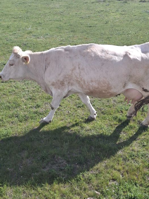 Vând vaca gestantă