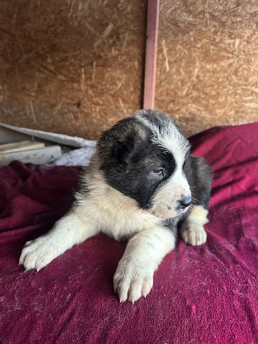 Продам Щенков Алабая (САО)