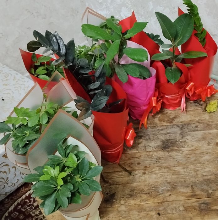 8 наурызга гулдер