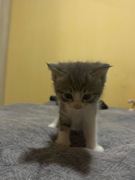 Отдам котят смесь скотишфолд