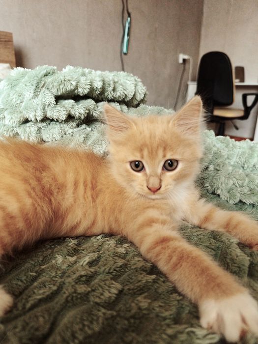 Котята Бесплатно
