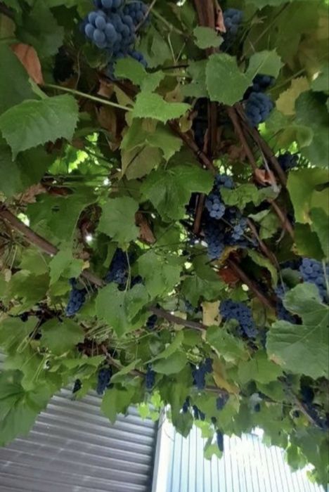 Компот виноградный