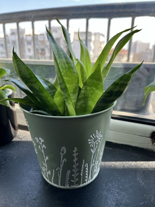 Сенсевиера с кашпа
