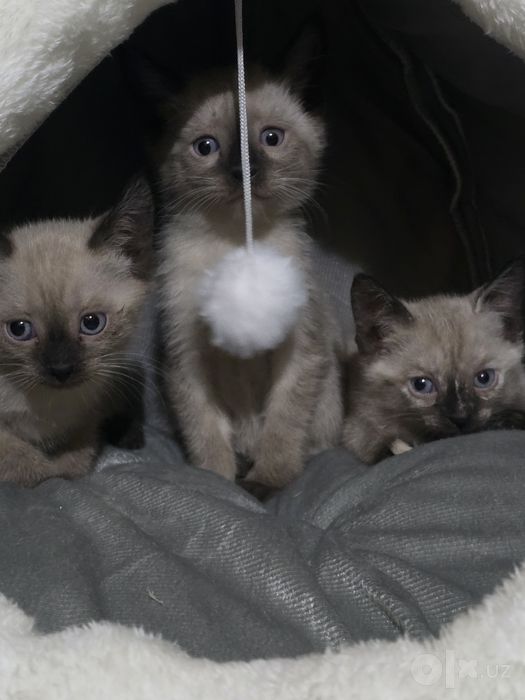 Продаются котята