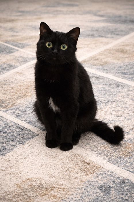 Отдам котика в добрые руки