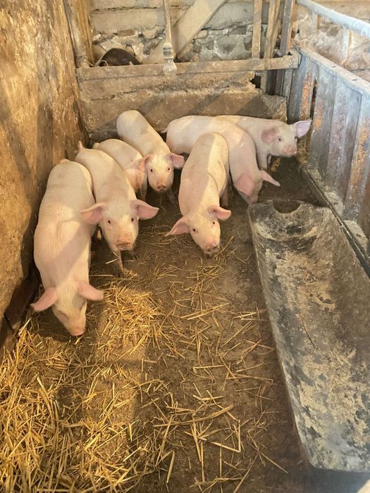 Малки прасенца прасета