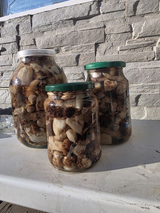 Продаются грибы Валуи.