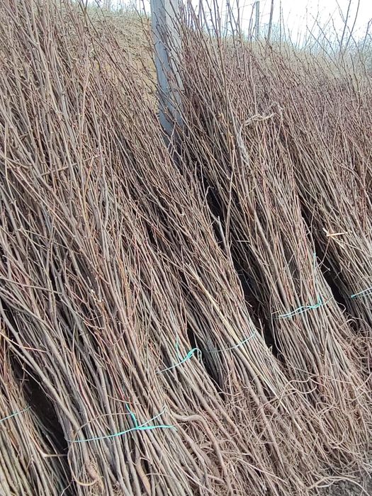 Puieti salcâm frasin fag carpen ulm plop mesteacăn brad molid Tei arin