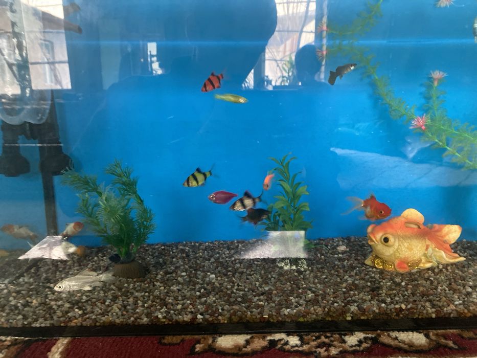 Akvarium baliqlar sotiladi