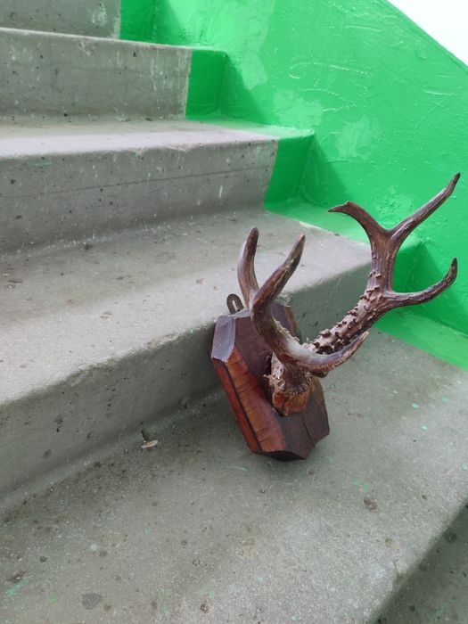 Продам рога косули