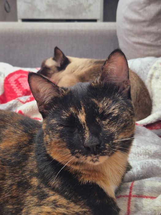 Трёхцветная счастье в дом!!!