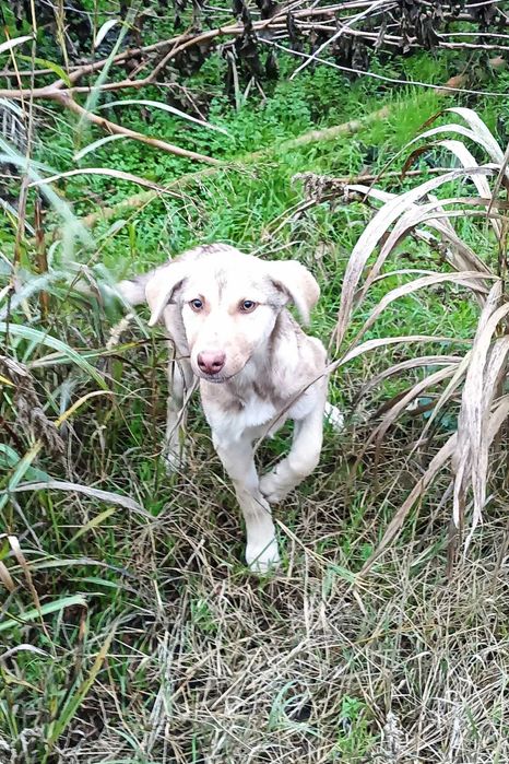 Donez pisici și căței