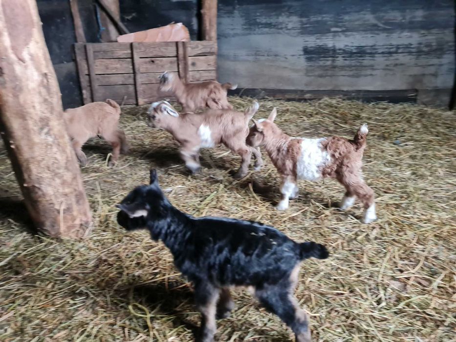 Iezi de vanzare .. capre