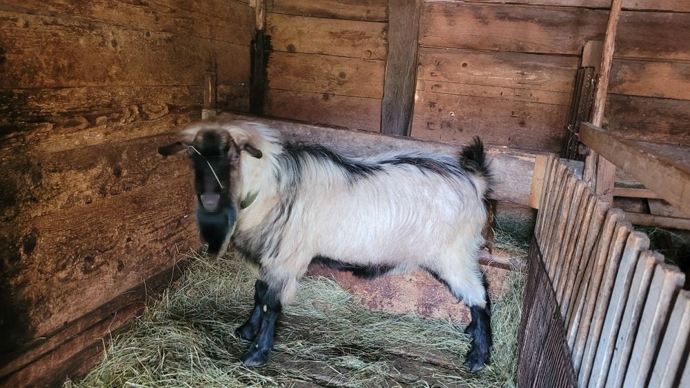 Țap foarte cuminte de vânzare!