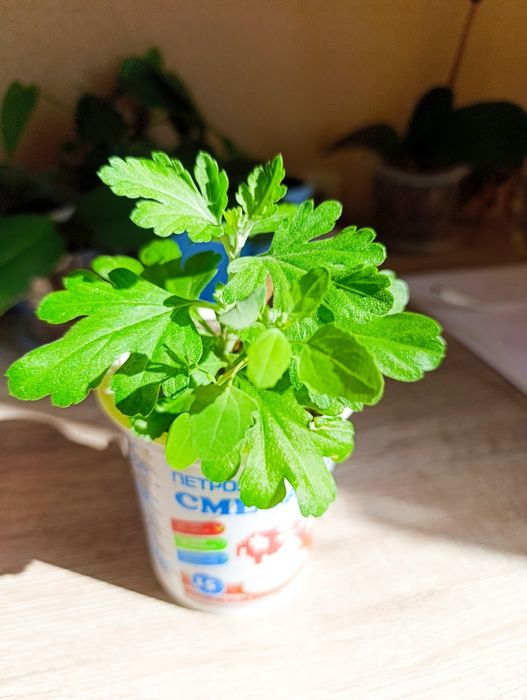 Продам черенки Мультифлоры