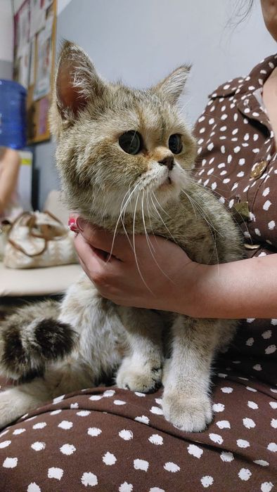 Ищет дом очаровательная кошечка!
