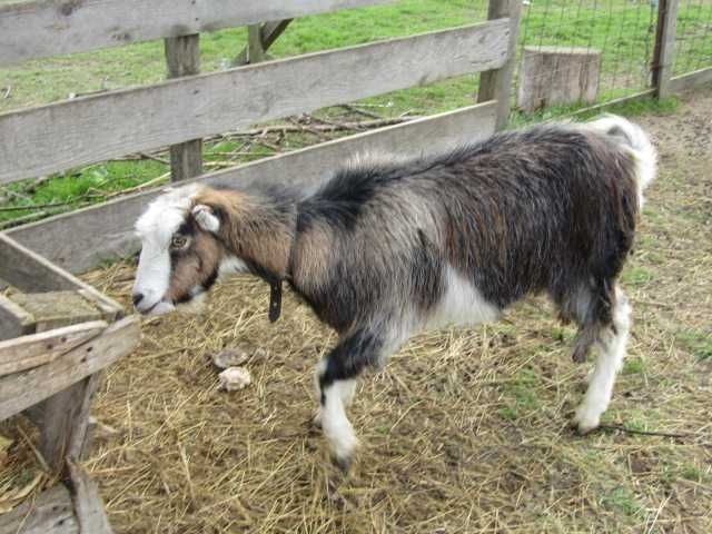 2 capre romanesti ciure si ciunte, tinere de 19 luni ca vârstă