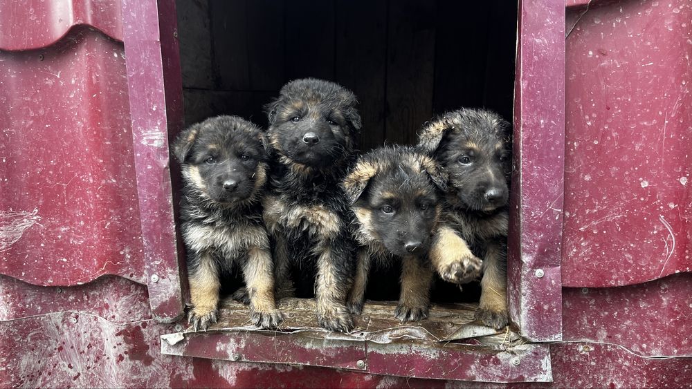 щенки немецкой овчарки продам