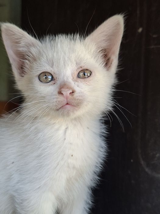 Чудо котята, в поисках семьи