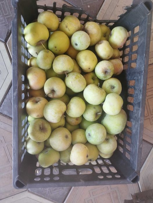 Продам яблоко домашний