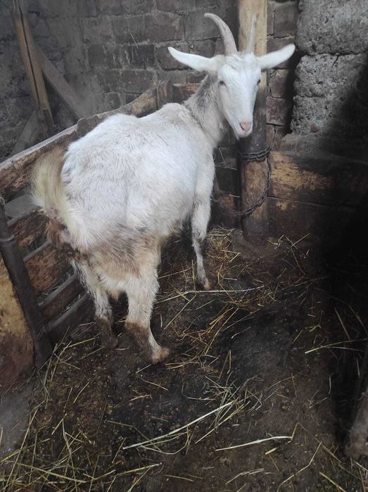Срочно продам  козу, даёт в день   2 +4 литра  молока .