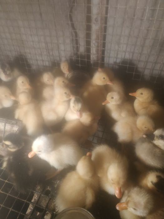 Boboci rață Pekin